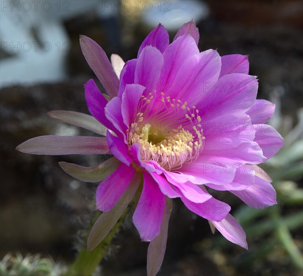 Cactus (Echinopsis cardenasiana) Occurrence South America