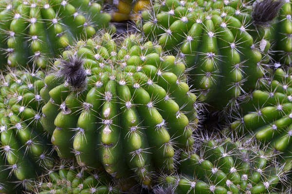 Light green (Echinopsis calochlora) Echinopsis Occurrence Brazil