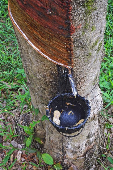 Extraction of natural rubber