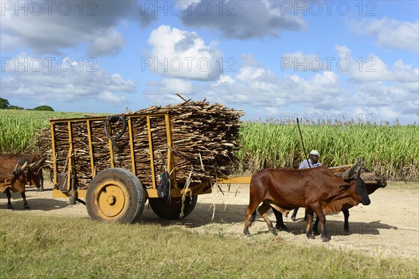 Oxcart