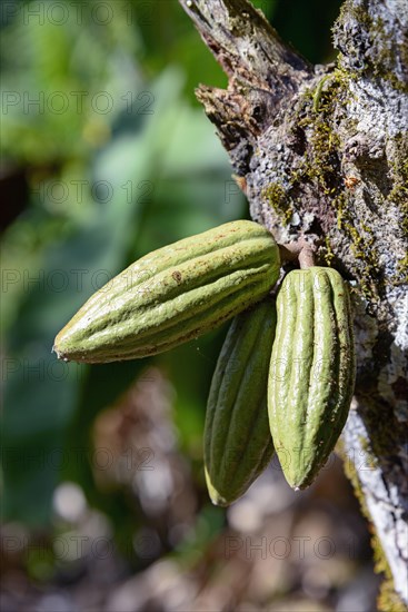 Cacao