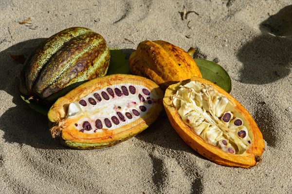 Cocoa (Theobroma cacao)