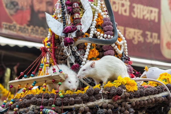 Sadhu hat with white rats