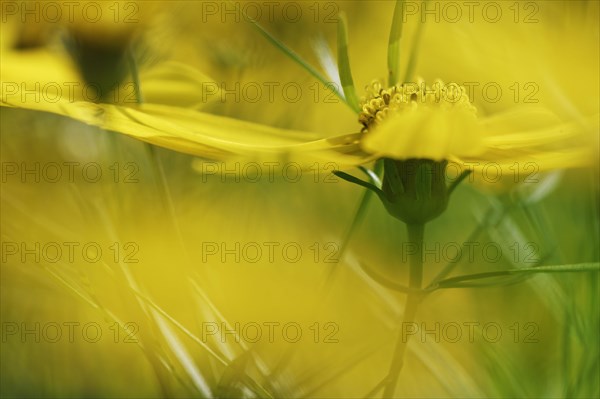 Tick seed (Coreopsis verticillata)