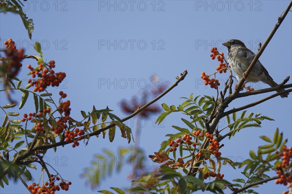 House sparrow (Passer domesticus) in mountain ash (Sorbus aucuparia)