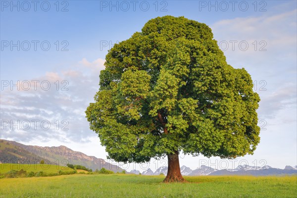 Solitary free-standing lime tree with green leaves in the evening light in front of the Churfirsten in Toggenburg