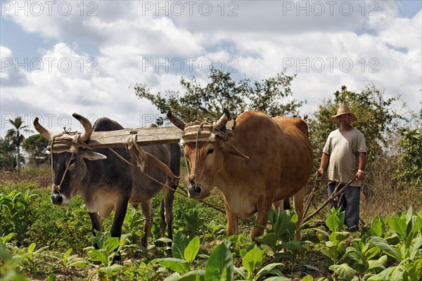 Farmer