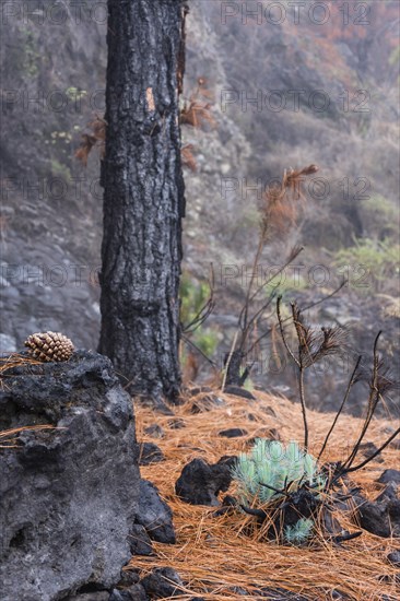 Canary Island pine (Pinus canariensis) to forest fire