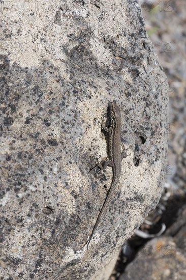 Small Canary Island Lizard National Park (Gallotia caesaris)