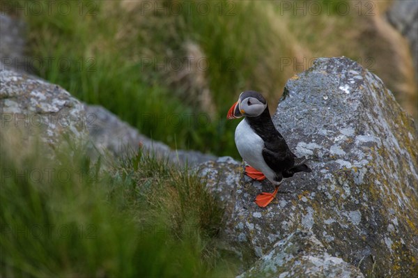 Puffin (Fratercula arctica)