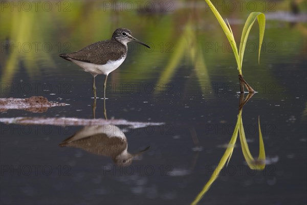 Green Sandpiper (Tringa ochropus)