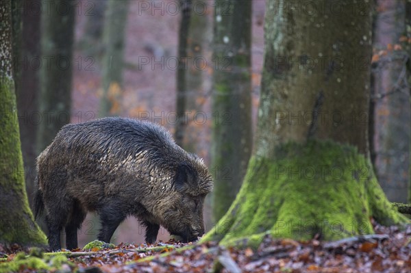 Wild Boar (Sus scrofa)