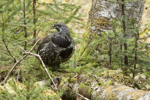 Spruce grouse (Falcipennis canadensis)