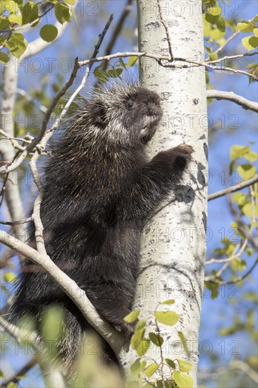 North American porcupine (Erethizon dorsatum)