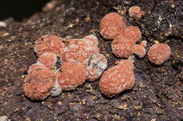 Beech (Hypoxylon fragiforme) woodwart