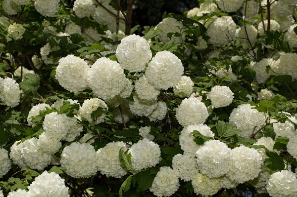 Chinese snowball (Viburnum macrocephalum)