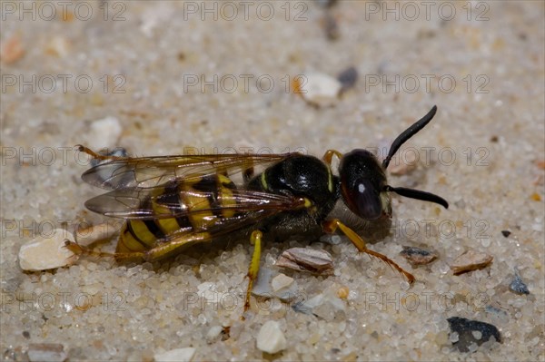 European beewolf (Philanthus triangulum)