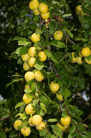 Mirabelle plum (Prunus domestica subsp. syriaca)