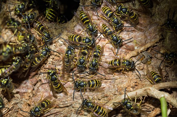 Common wasps (Vespula vulgaris)