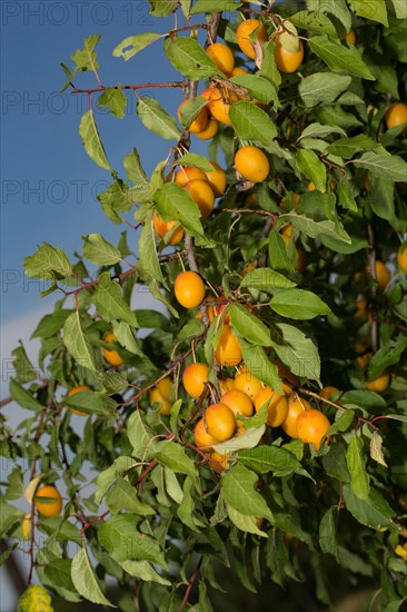 Mirabelle plum (Prunus domestica subsp. syriaca)