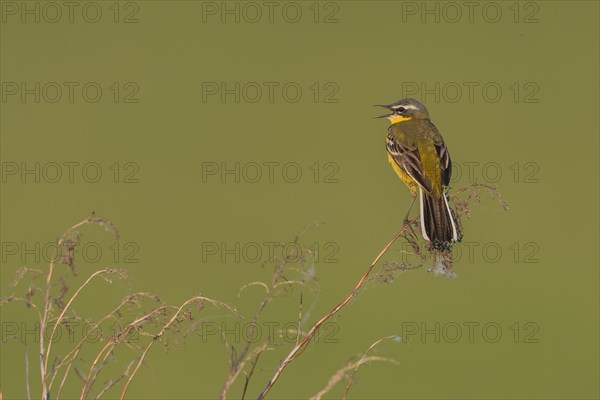 Western yellow wagtail (Motacilla flava)