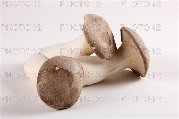 French horn mushrooms (Pleurotus eryngii)