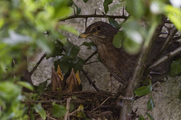 Blackbirds (Turdus merula) females and chicks