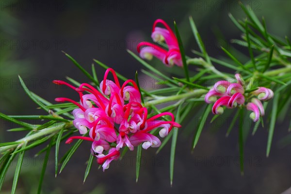 Rosemary-leaved Grevillea (Grevillea rosmarinifolia) Occurrence Australia