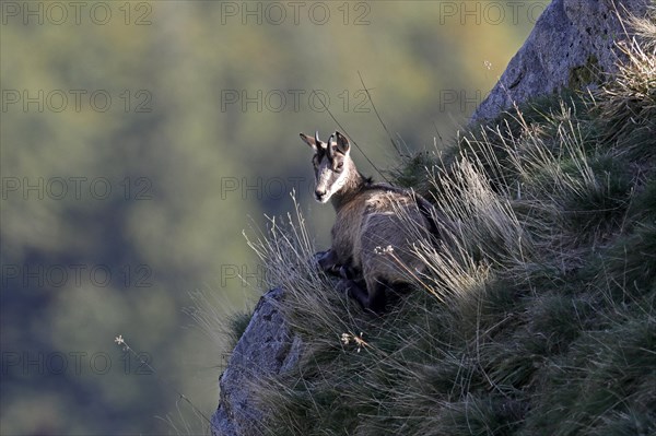 Chamois (Rupicapra rupicapra)