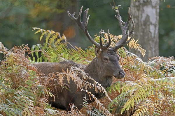 Red deer (Cervus elaphus)