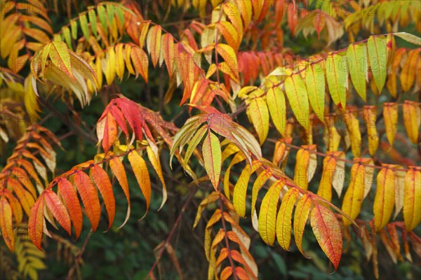 Staghorn sumac (Rhus typhina) in autumn