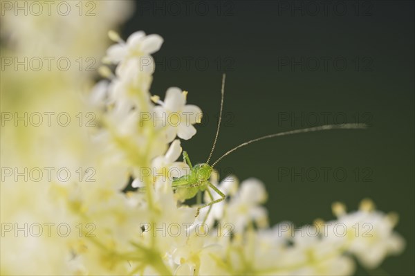 Speckled bush-cricket (Leptophyes punctatissima)