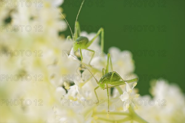 Speckled bush-crickets (Leptophyes punctatissima)