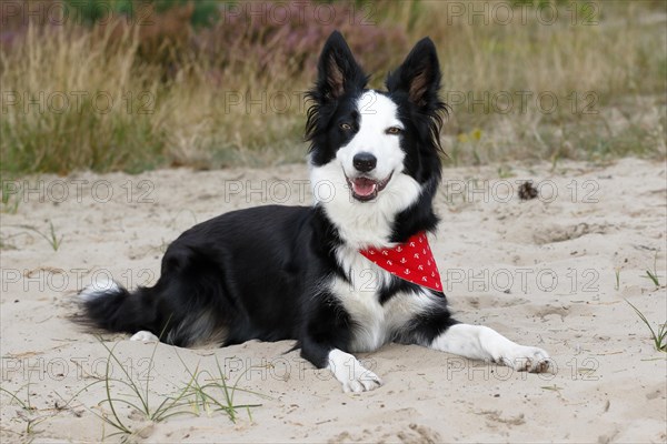 Border Collie