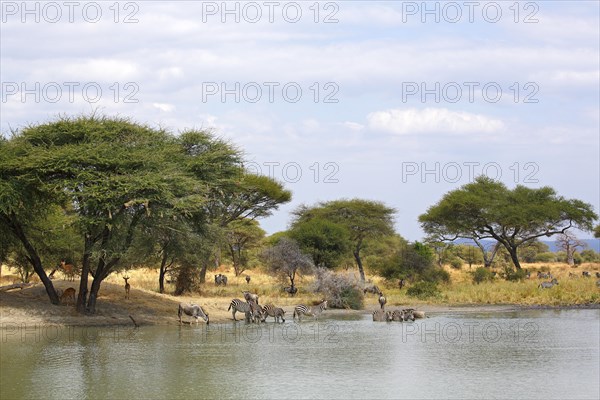 Steppenzebras (Equus quagga burchelli)