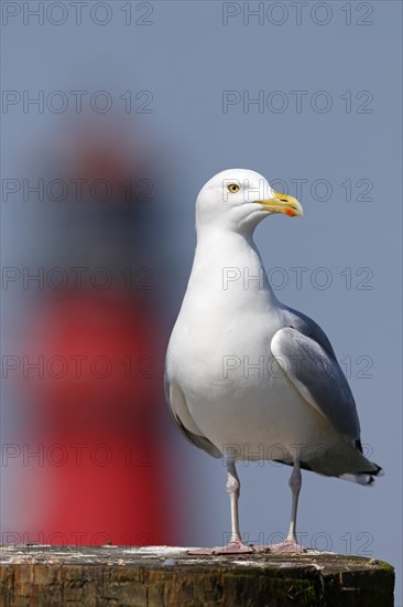 Silver Mowewe (Larus argentatus)