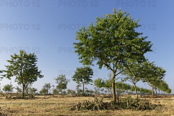 Apple trees (Malus)