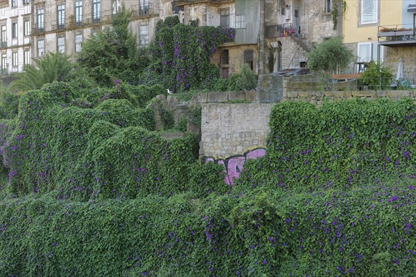 Purple Morning Glory (Ipomoea purpurea) overgrows old woods