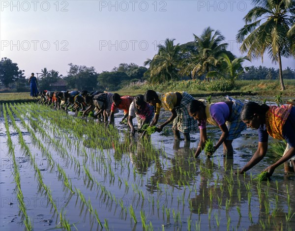 Female workers at Rice paddy