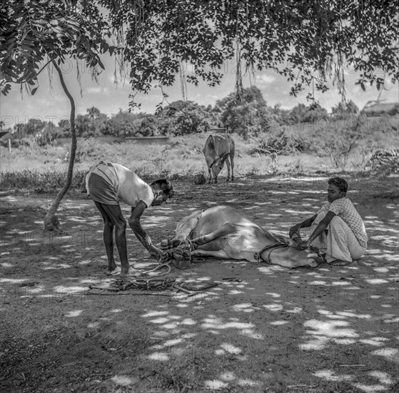 Two men shoeing a bullock