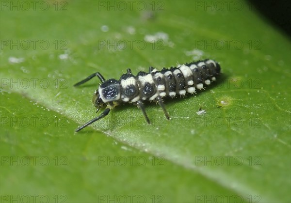 14-spotted ladybird (Propylea quatuordecimpunctata)