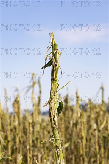 Maize (Zea mays) plants in a field with hail damage after a heavy storm