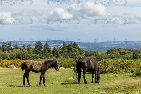 Dartmoor Ponies