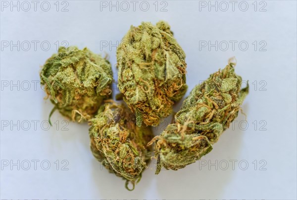 Cannabis