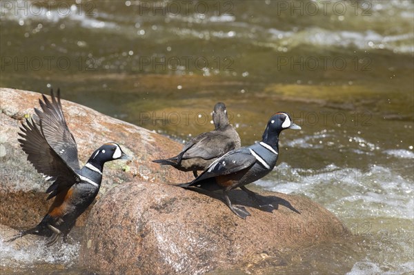 Harlequin ducks Males and one female (Histrionicus histrionicus)