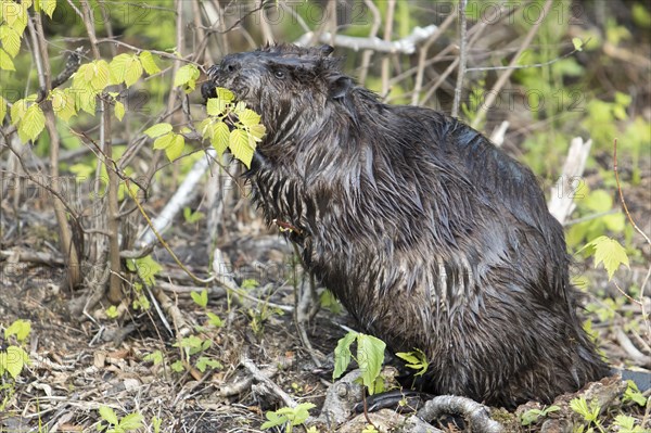 North American beaver (Castor canadensis)