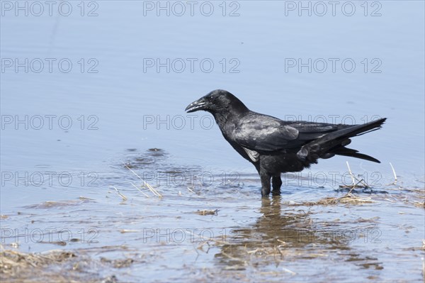 American crow