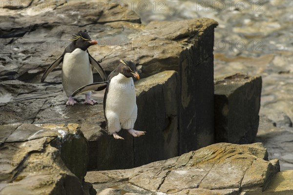 Sealion Island