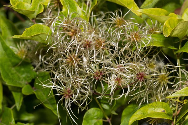 Clematis vitalba