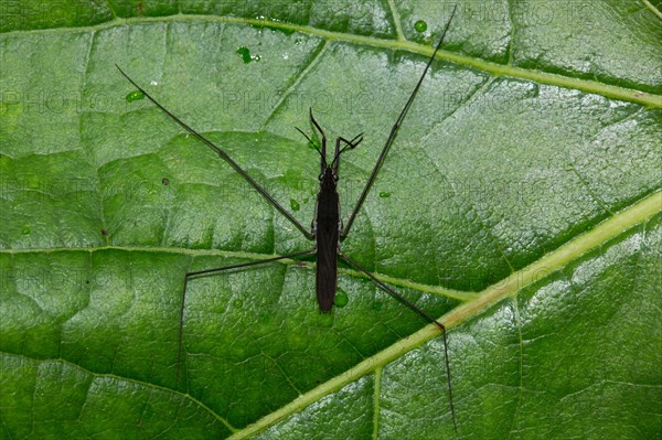 Common pond skater (Gerris lacustris)